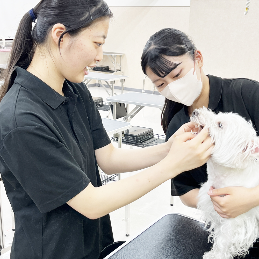 ２年生の看護実習～保定＆歯みがき～